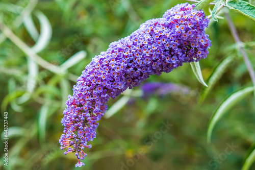 Beautiful Butterfly bush flowers in summer, floral background photo