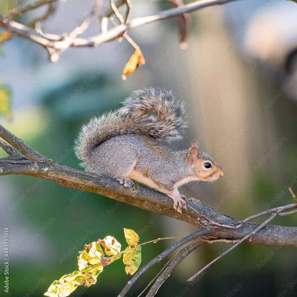 red squirrel on a tree red squirrel on a tree
