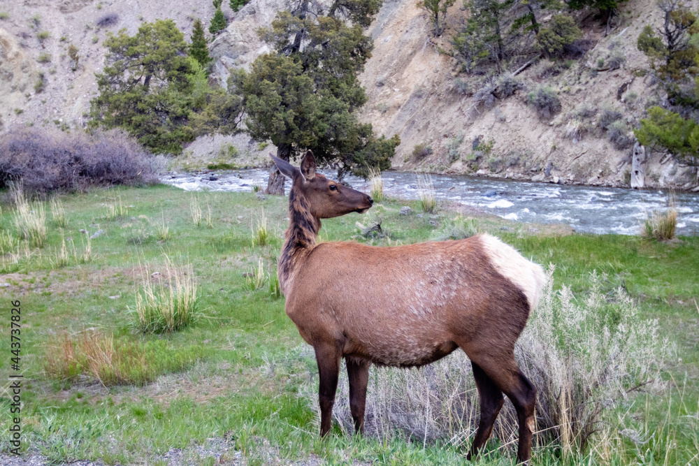 Female elk (Cervus elaphus) in Yellowstone Park, Wyoming in the springtime Female elk (Cervus elaphus) in Yellowstone Park, Wyoming in the springtime