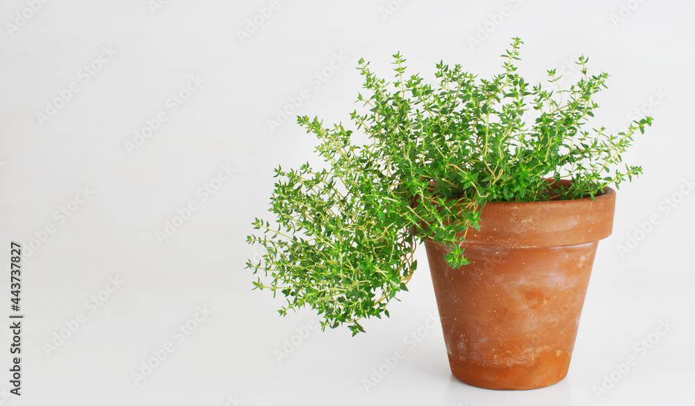 Thyme plant potted isolated on white background with negative space Thyme plant potted isolated on white background with negative space