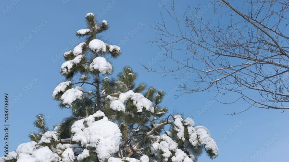 White snow on fur tree. A view of fluffy pretty fur-trees in the snow during winter time. White snow on fur tree. A view of fluffy pretty fur-trees in the snow during winter time.