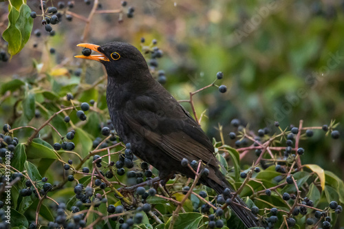 blackbird eats the berries of the plant