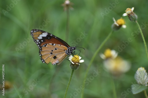butterfly on flower © Chinmay