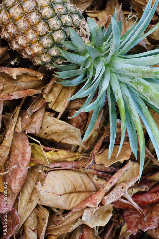 Fototapeta premium Pineapple tropical fruit on brown dried leaves background texture