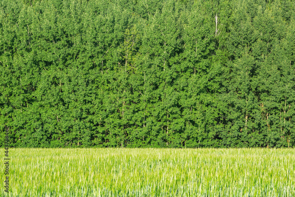 Field with rye by the forest at hot sunny day. Field with rye by the forest at hot sunny day.