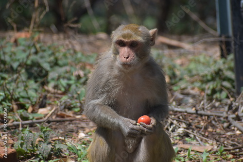 Monkey with tomato