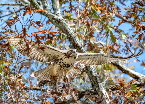 bird of prey in flight