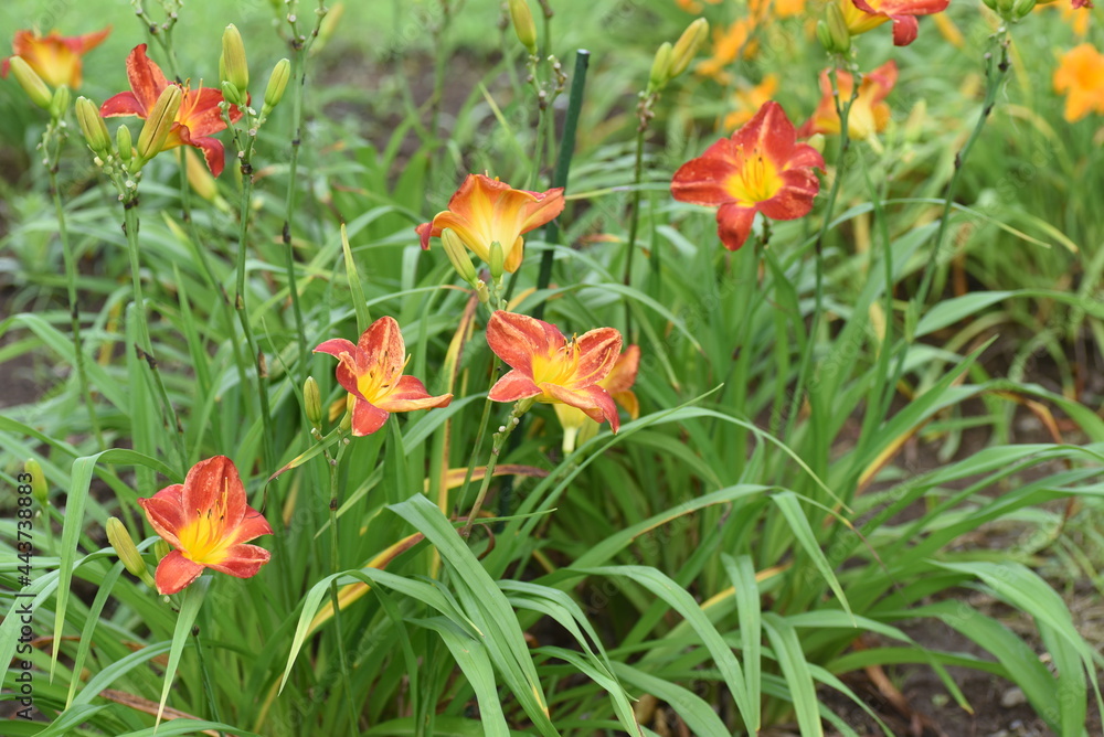 Day lily flowers.  Xanthorrhoeaceae perennial plant