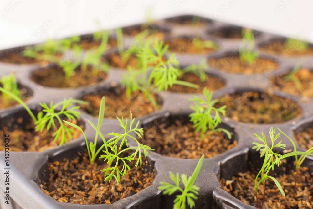 Carrots (daucus carota) seedlings in a germinate tray Carrots (daucus carota) seedlings in a germinate tray
