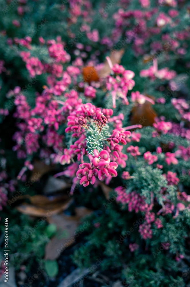 Obraz premium pink flowers in the garden