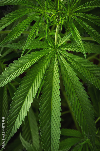 Fototapeta Naklejka Na Ścianę i Meble -  Marijuana leaves, cannabis on a dark background, beautiful background, indoor cultivation