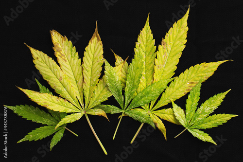 background of of incomplete marijuana leaves and sick with characteristics edge of the leaf that burns or rust photo