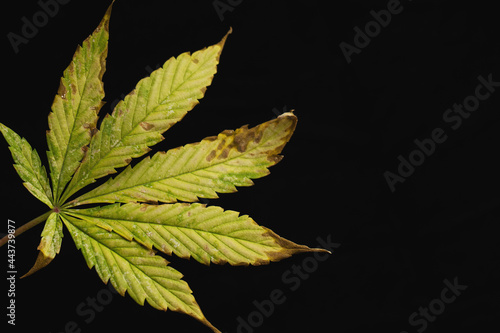 copy space background of of incomplete marijuana leaves and sick with characteristics edge of the leaf that burns or rust photo