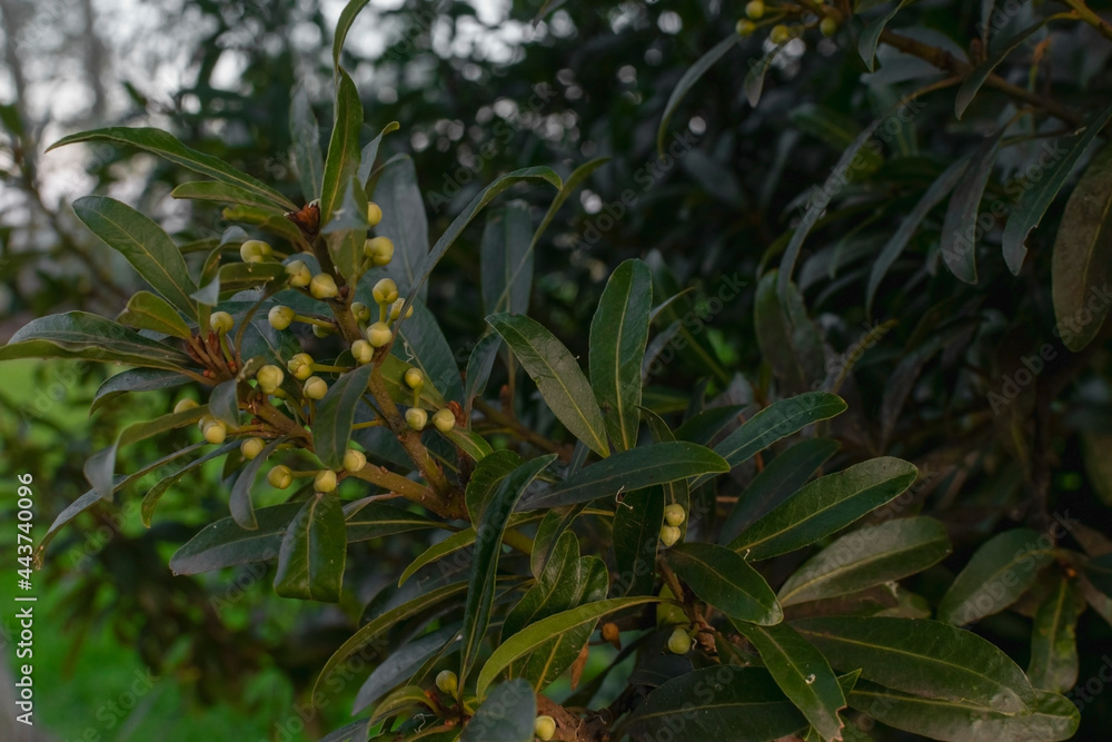 Fototapeta premium Laurel (Laurus nobilis) plant developing flowers in a garden. With copy space and selective focus.