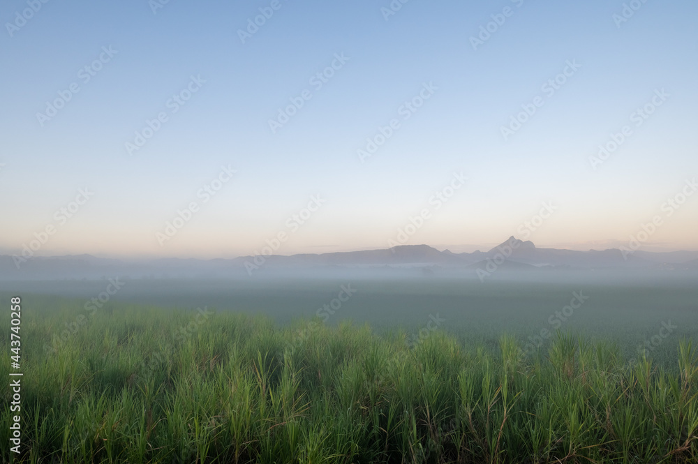 Fototapeta premium Mount Warning poking through the morning dew over the sugar cane in Murwillumbah NSW Australia.