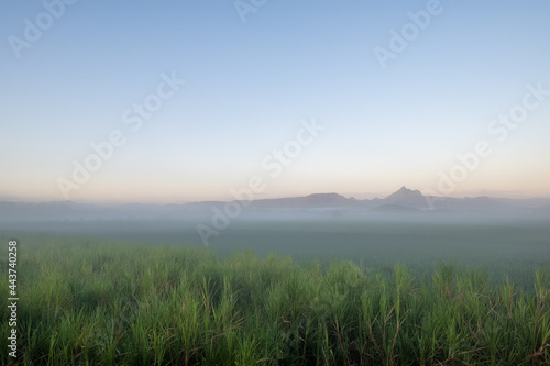 Mount Warning poking through the morning dew over the sugar cane in Murwillumbah NSW Australia. © MK3 Design