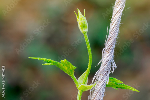Hop plant (Humulus Lupulus)  climbing a trellis, close up vision