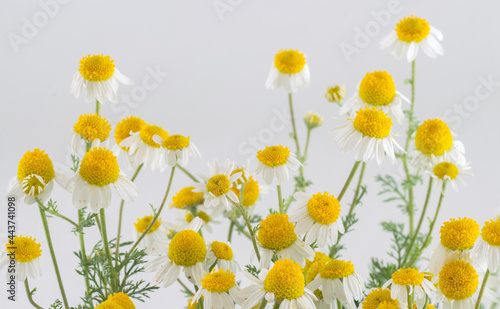 Bunch of German Chamomile flowers isolated on white background