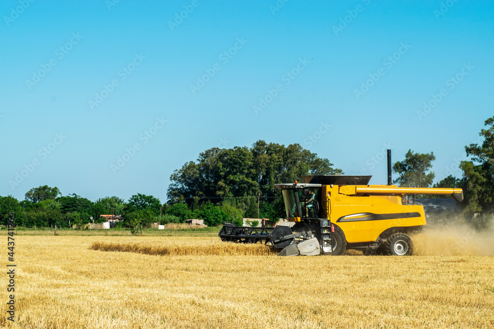 Fototapeta premium Harvester machine harvesting Wheat in Pampa region in Argentina