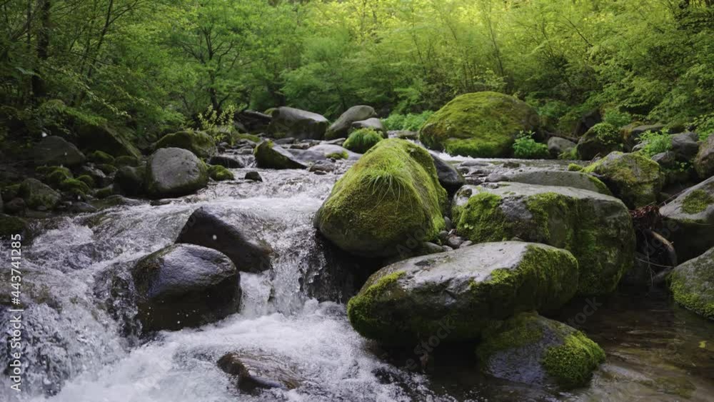 Mt Daisen forest and mountain river, Mossy Rocks through stream Mt Daisen forest and mountain river, Mossy Rocks through stream