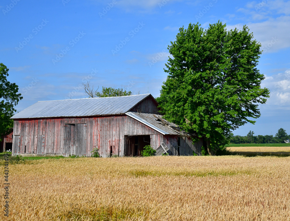 Obraz premium Weathered old farm barn 