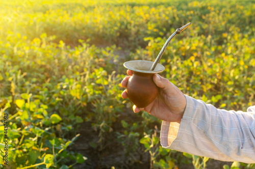 Man hand holding a Mate drink in a field of soy beans with sunlight coming from behind and copy space.