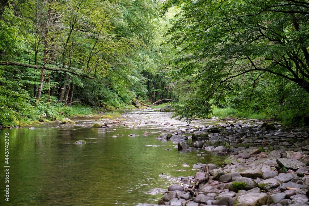 Obraz premium Forest Stream in Summer