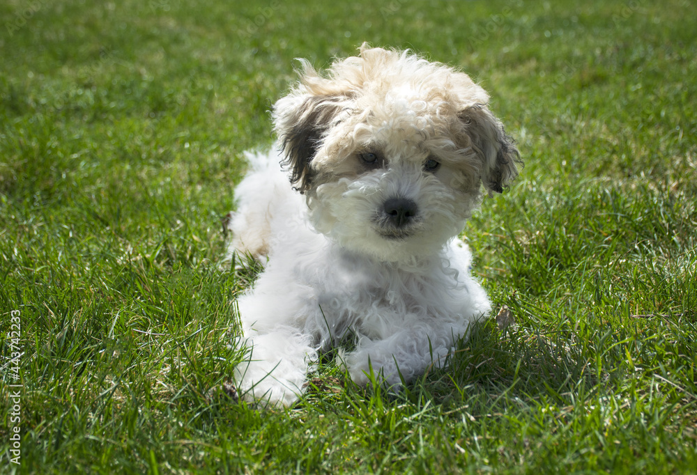 young dog playing on grass. Happy little puppy dog.