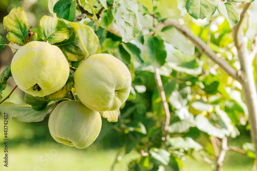 Membrillo (Quince fruit) (Cydonia Oblonga) fruits ready to harvest. With green blurred background and copy space.
