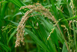 Proso millet (Panicum miliaceum) growing on the fields getting ripe