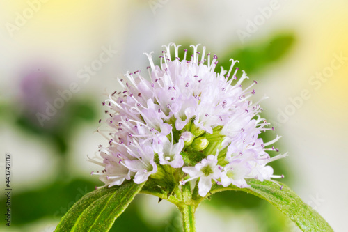 Φωτογραφία Peppermint inflorescence with flowers in bloom with negative space and green blurred background
