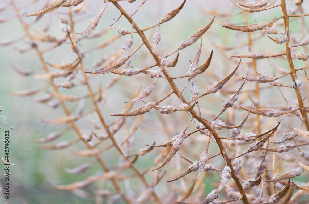 Ripe mustard plant seeds ready to harvest Ripe mustard plant seeds ready to harvest