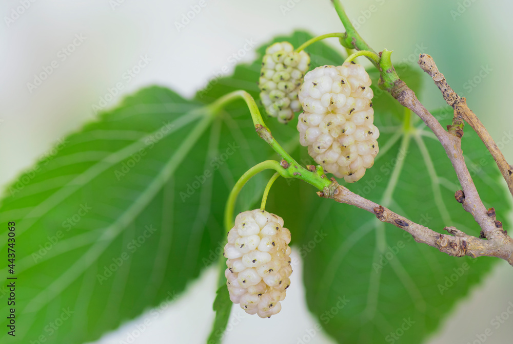 Branch of fresh white mulberries ready to harvest Branch of fresh white mulberries ready to harvest
