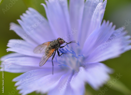 Gros plan d'une mouche