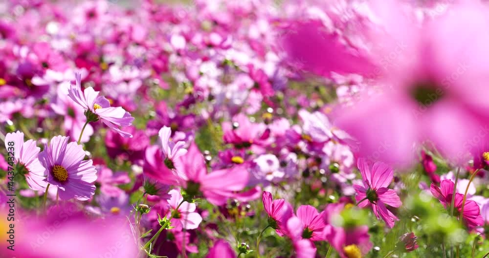 Panning Video of Cosmos Field in Full Bloom Panning Video of Cosmos Field in Full Bloom