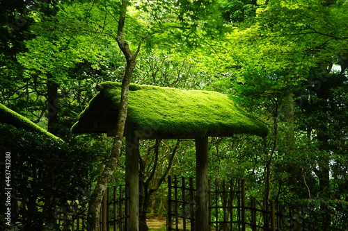 japanese moss garden of Jakkoin, Kyoto photo