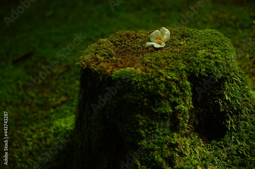 japanese moss garden of Jakkoin, Kyoto