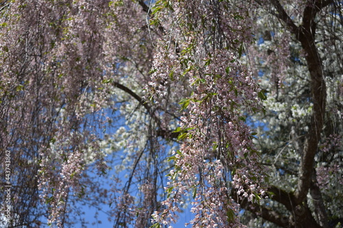 tree in spring