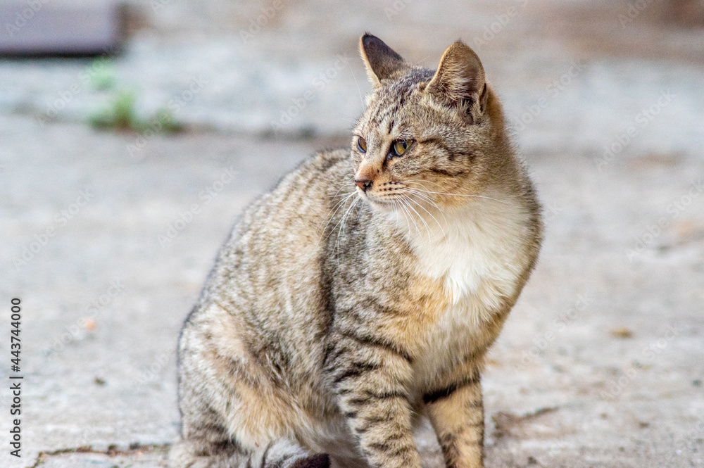 cat, straycat, feralcat 고양이