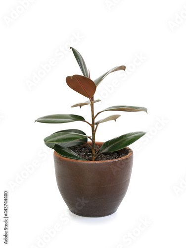 Rubber plant  ficus elastic plant  in brown clay pot isolated on white background. Modern house plants. Image with Clipping path