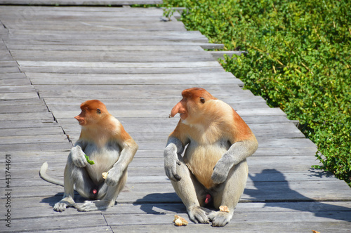 A natural life of Proboscis monkey in Borneo.