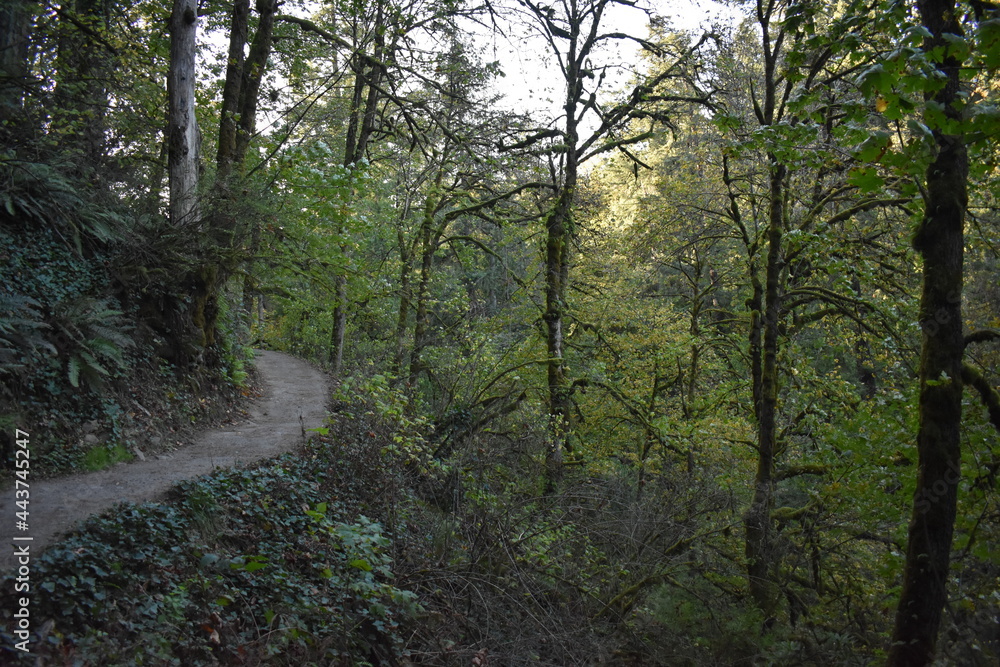 Fototapeta premium morning in the forest