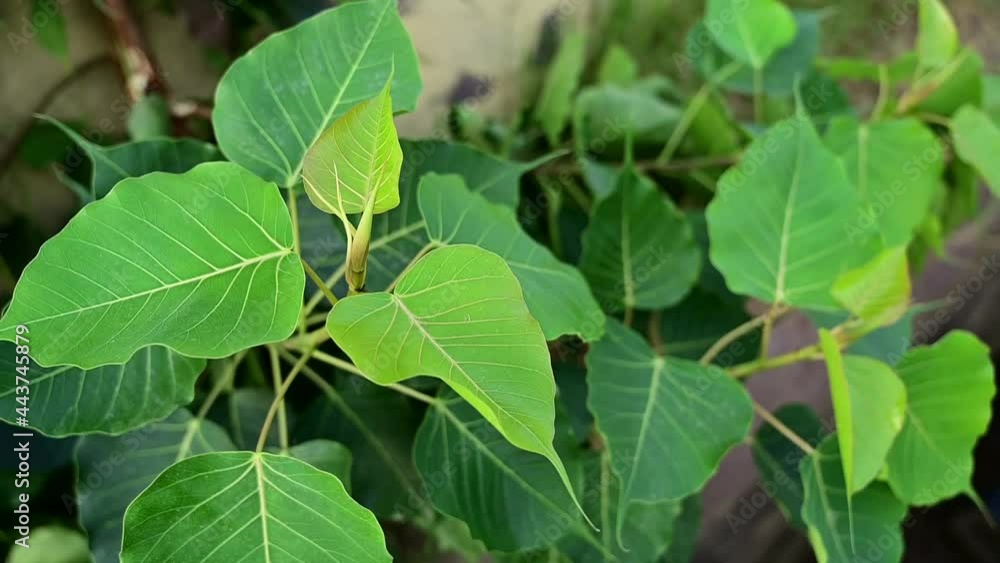 Ficus religiosa new born leaves branch,Back ficus religiosa green leaf backgrounds Ficus religiosa new born leaves branch,Back ficus religiosa green leaf backgrounds
