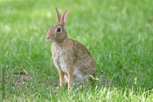 Cottontail Rabbit © Randy Anderson