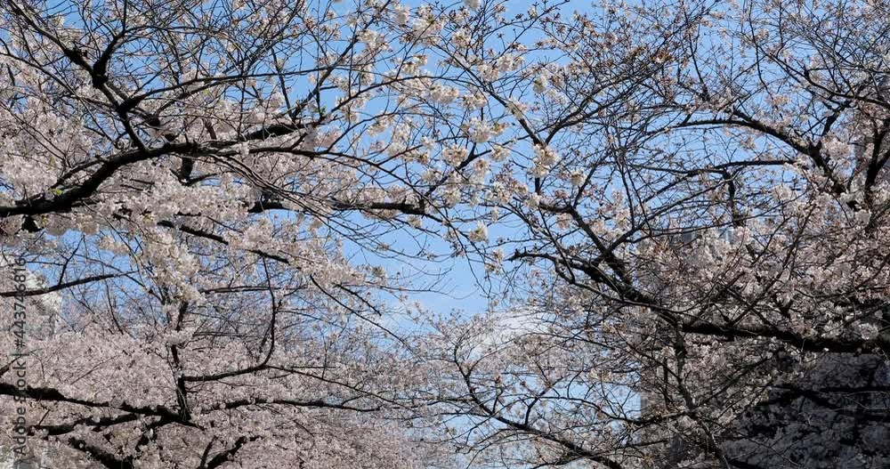 The Best Cherry Blossom in Tokyo The Best Cherry Blossom in Tokyo
