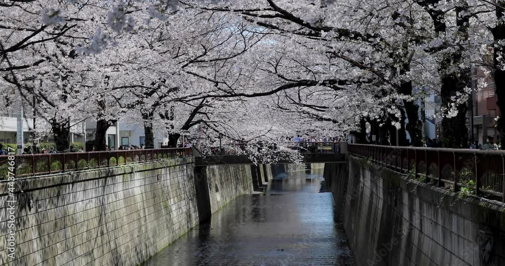 The Best Cherry Blossom in Tokyo The Best Cherry Blossom in Tokyo