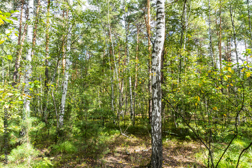 Fototapeta premium summer forest, birch, beautiful summer background