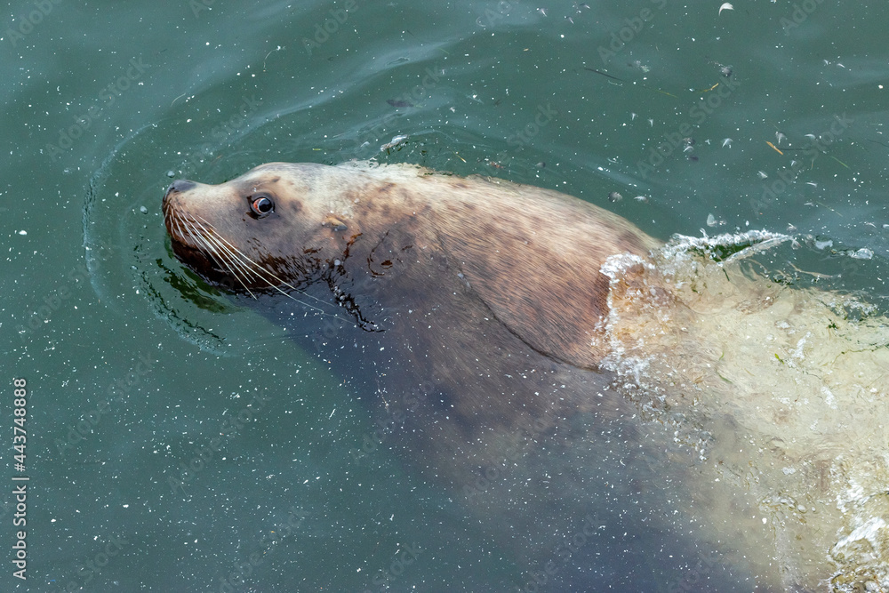 Obraz premium a cute mustachioed sea lion swims in the dirty water of the Mokhovaya Bay in the city of Petropavlovsk Kamchatsky. the concept of the coexistence of wild animals next to humans.