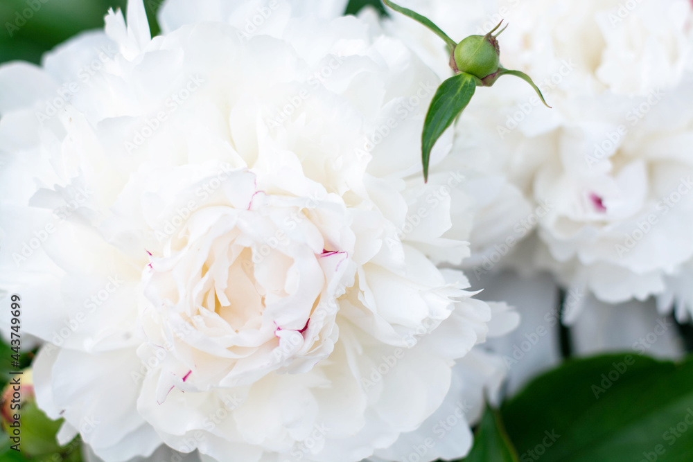 A Blooming White Peony Flower On A Blurred Natural Green Background in the Garden. Peony. Peony bush. The spring-summer concept. Close-up photo