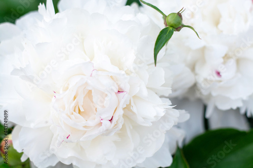 A Blooming White Peony Flower On A Blurred Natural Green Background in the Garden. Peony. Peony bush. The spring-summer concept. Close-up photo © Наталья некрасова